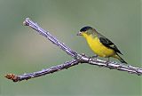 Lesser Goldfinch